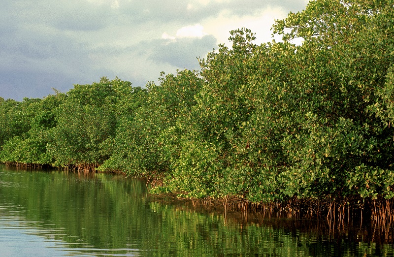 Mangroves along the Florida coast