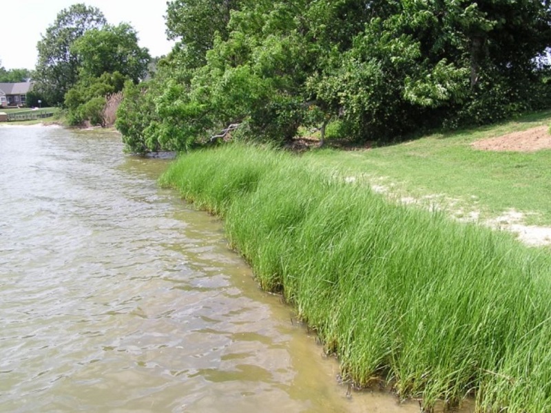 Narrow marsh