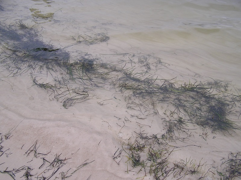 SAV in shallow water