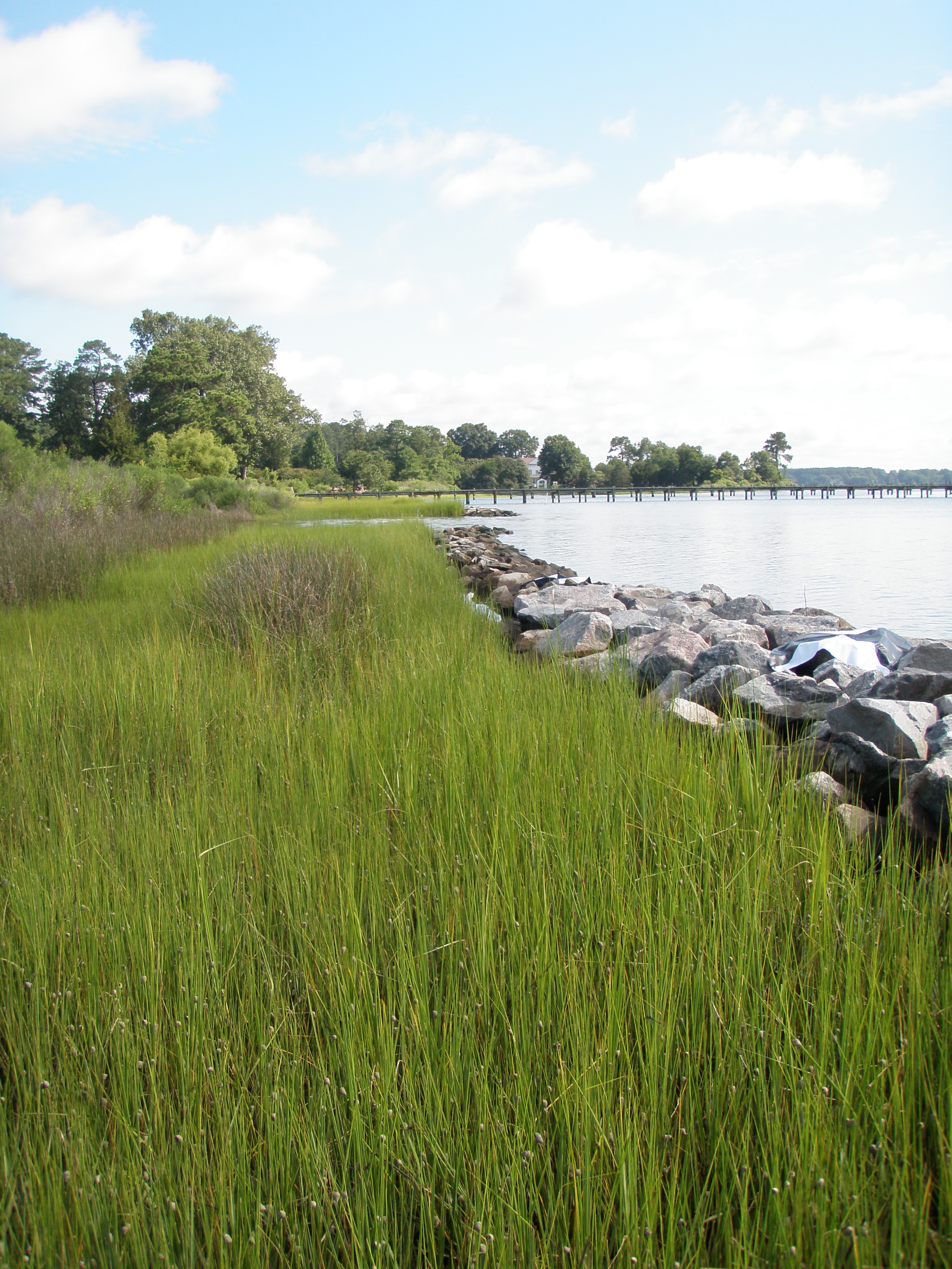 Image of a living shoreline project