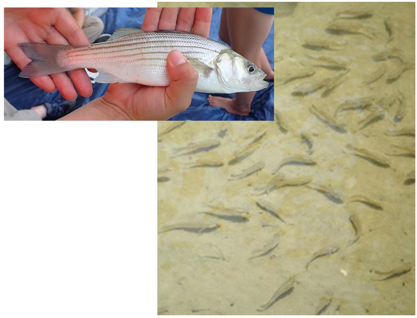 Juvenile fish near a marsh