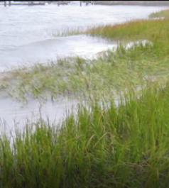 Marsh dampening waves